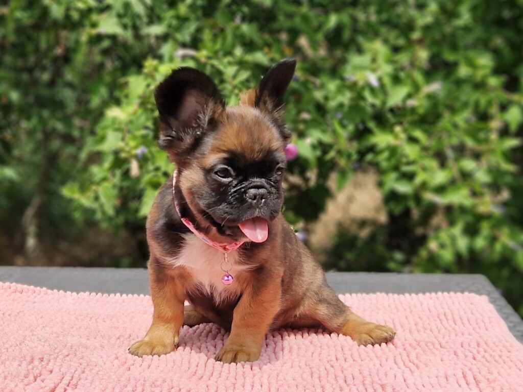 Fluffy French Bulldog Sia