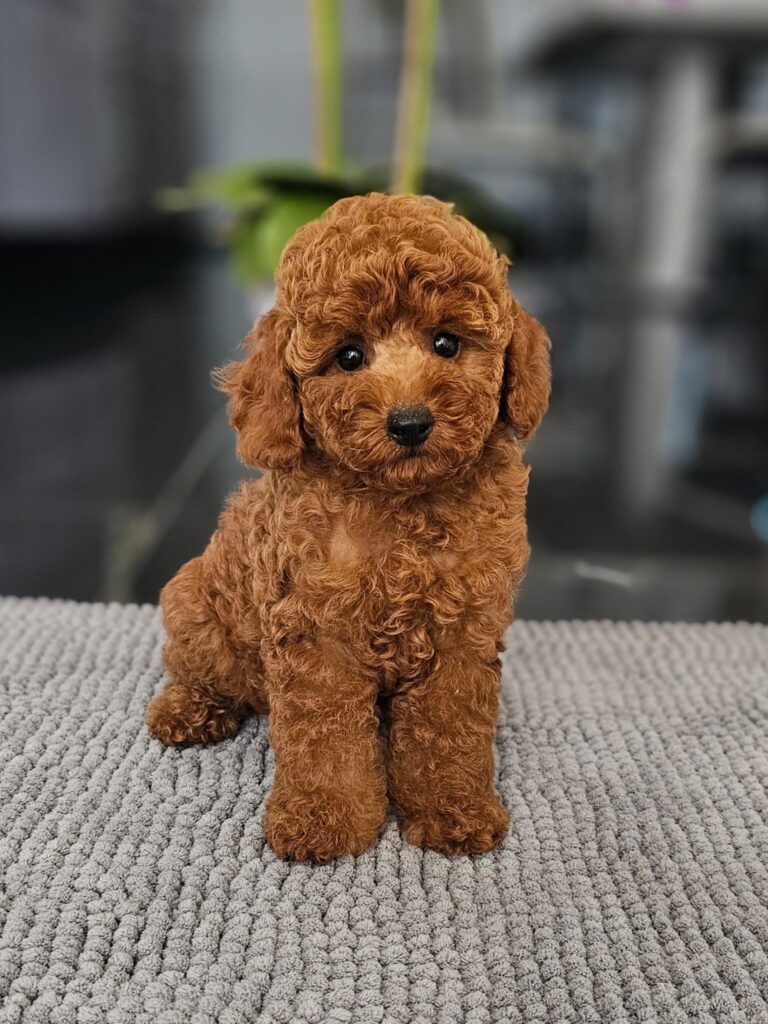 Miniature Poodle Josie