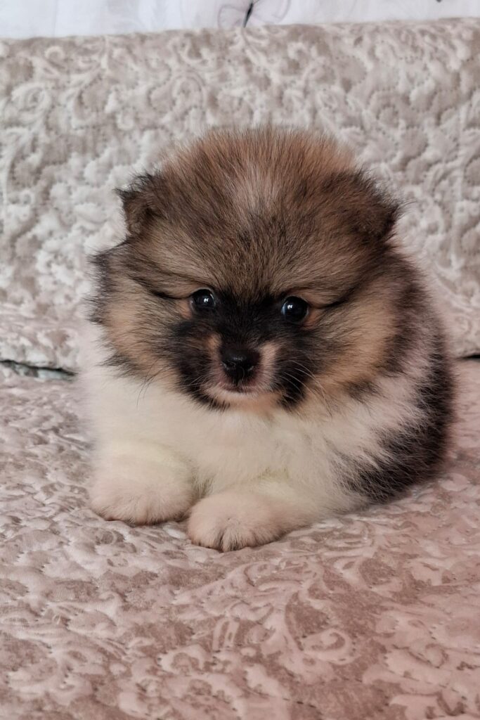 Pomeranian Arwen