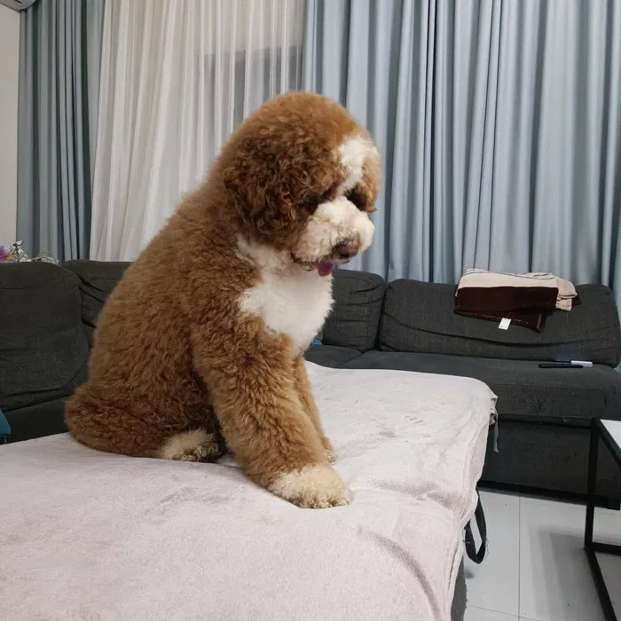 Standard Poodle Arnold
