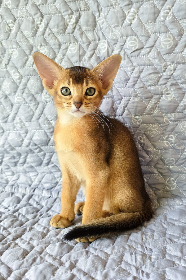 Abyssinian Jane