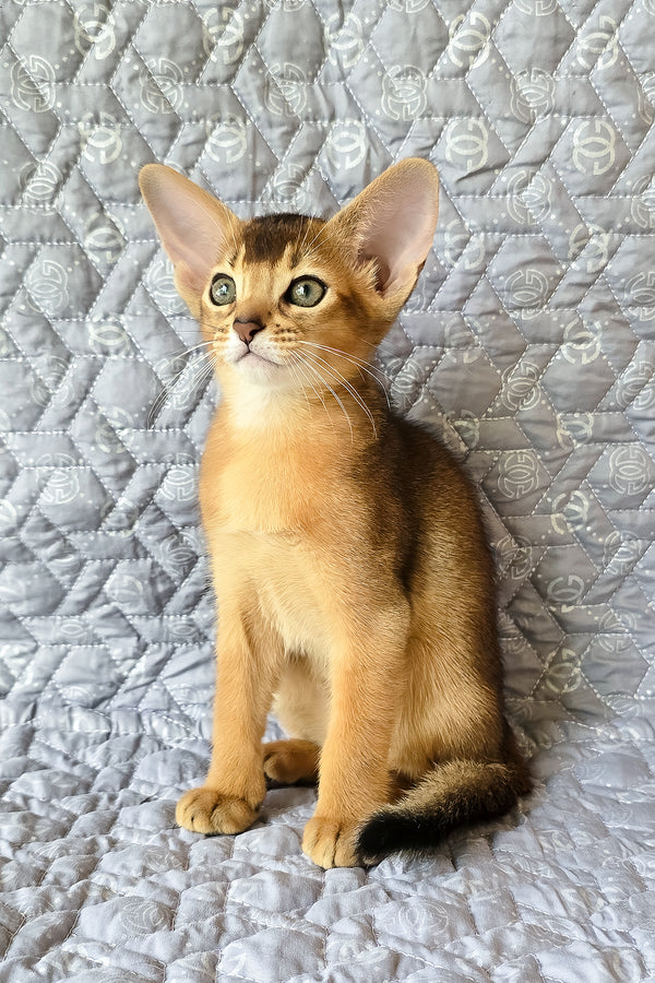 Abyssinian Jane