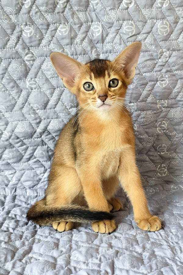 Abyssinian Jane