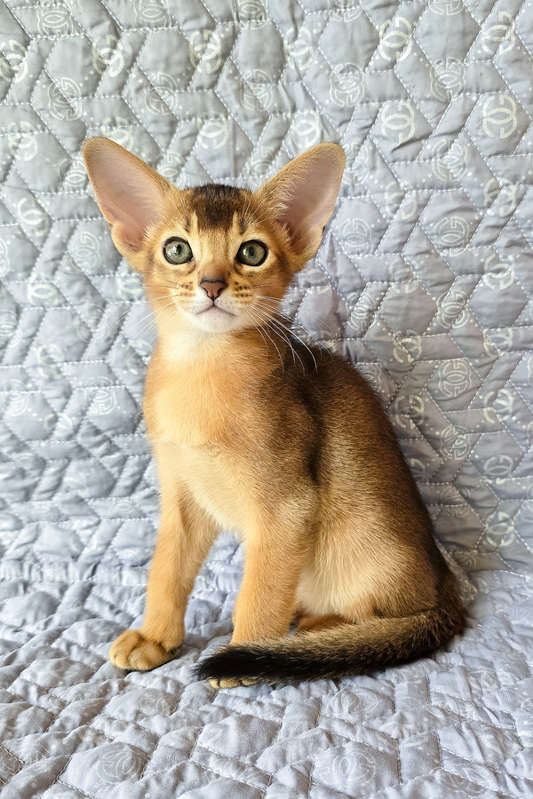 Abyssinian Jane