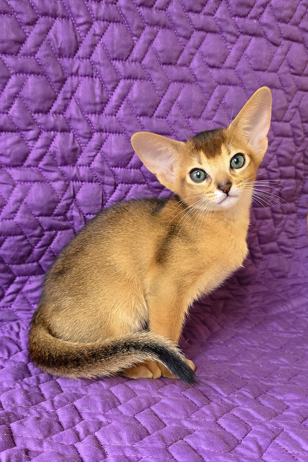Abyssinian Jasmine