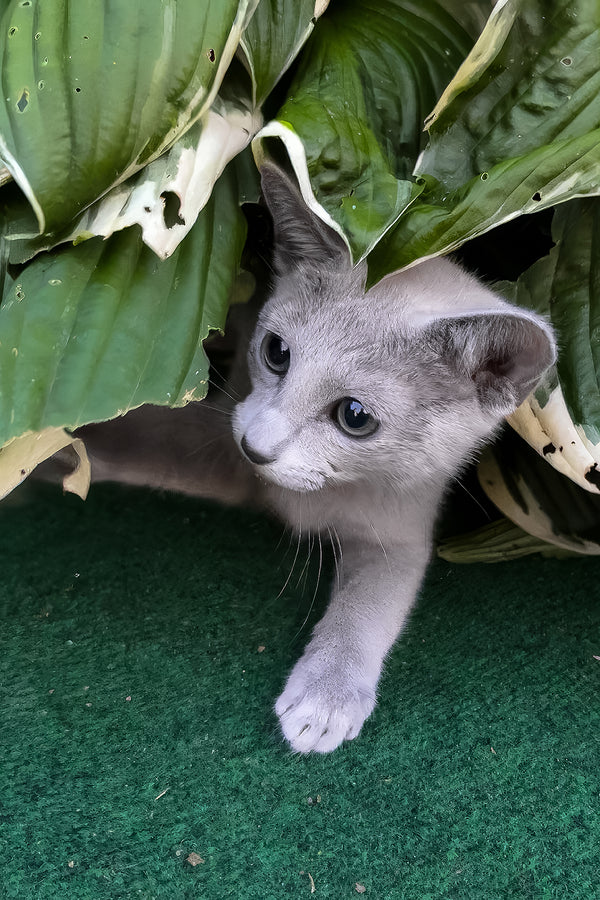 Russian Blue Saruman