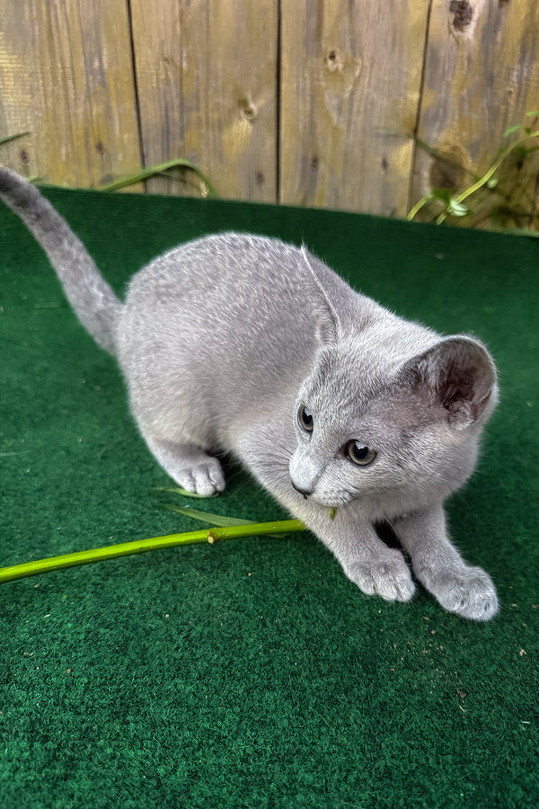 Russian Blue Saruman