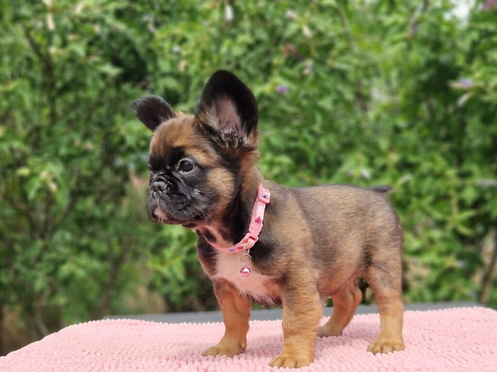 Fluffy French Bulldog Sia