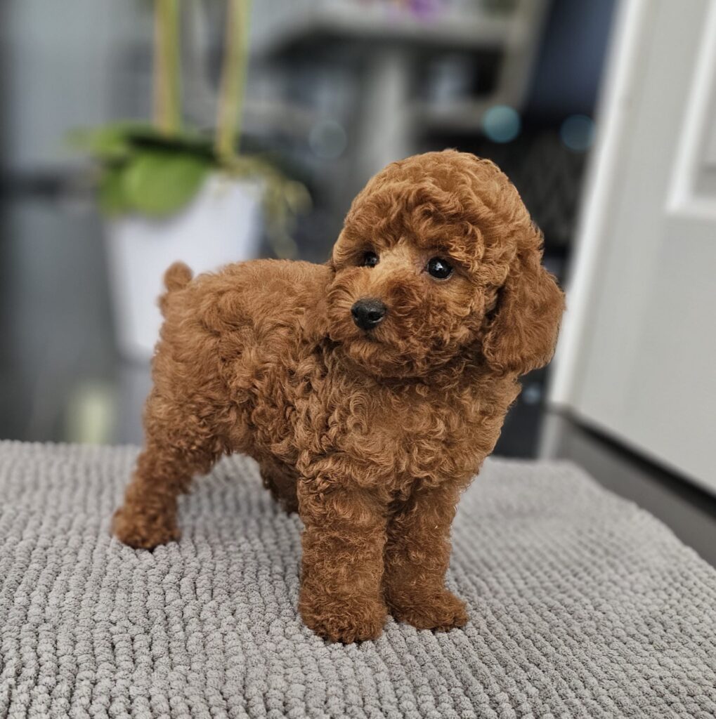 Miniature Poodle Josie