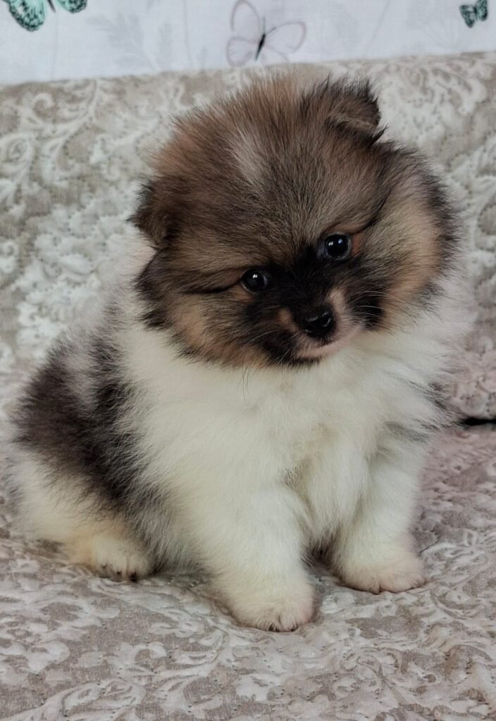 Pomeranian Arwen
