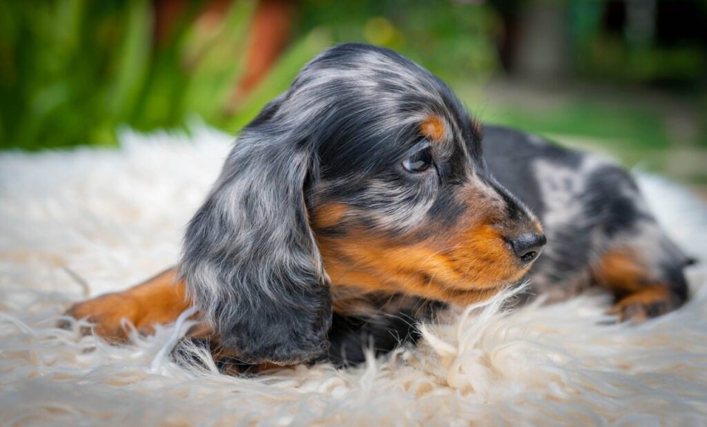 Miniature Dachshund Michael