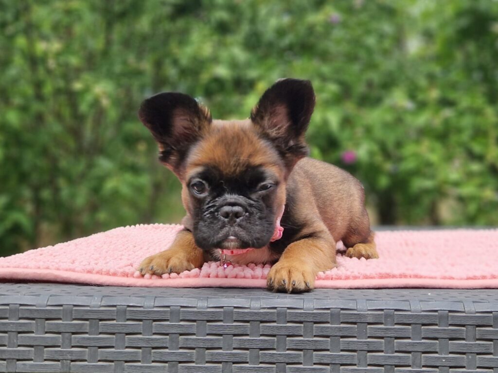 Fluffy French Bulldog Sia
