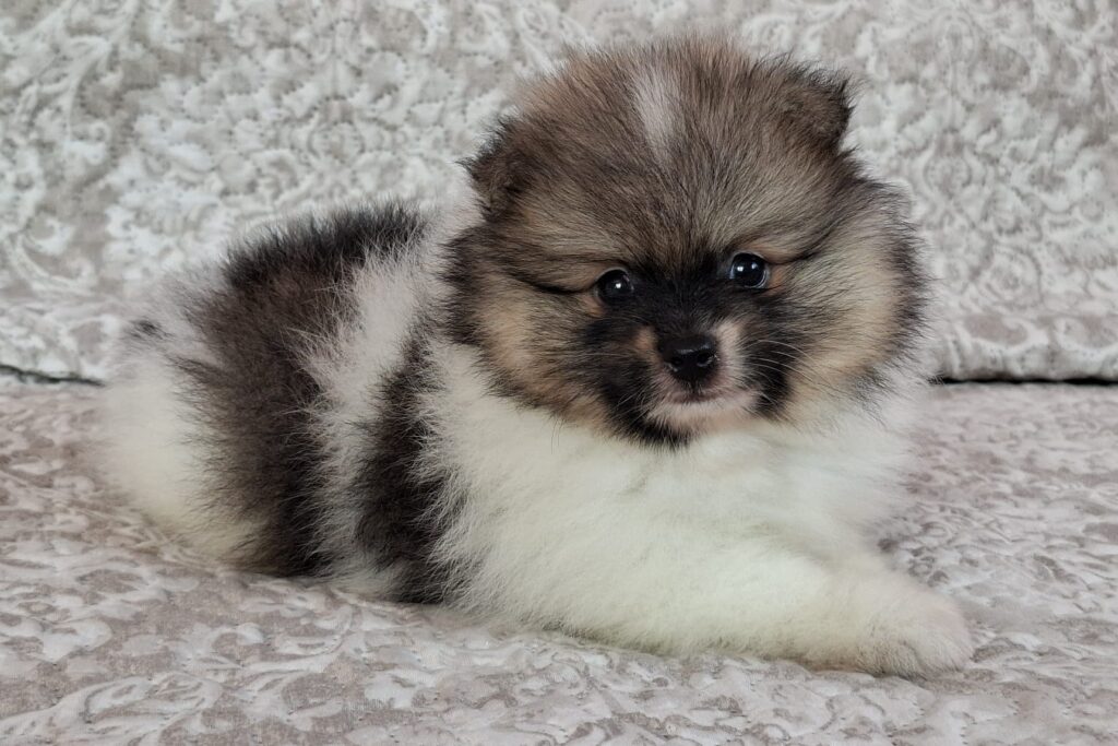Pomeranian Arwen