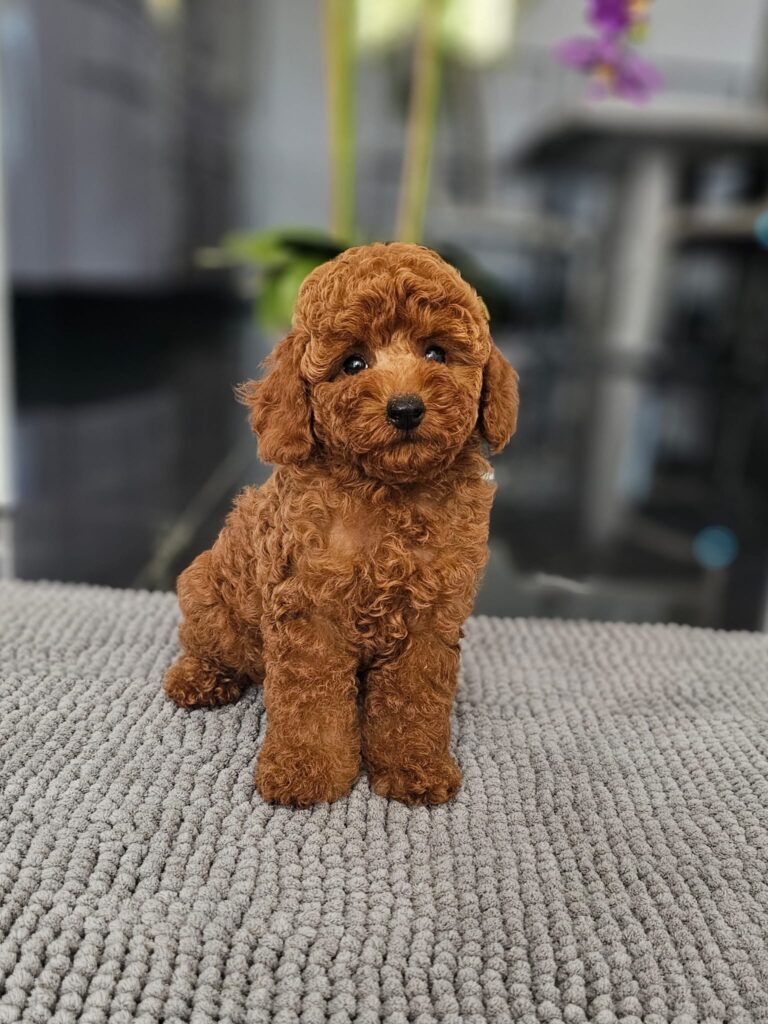 Miniature Poodle Josie