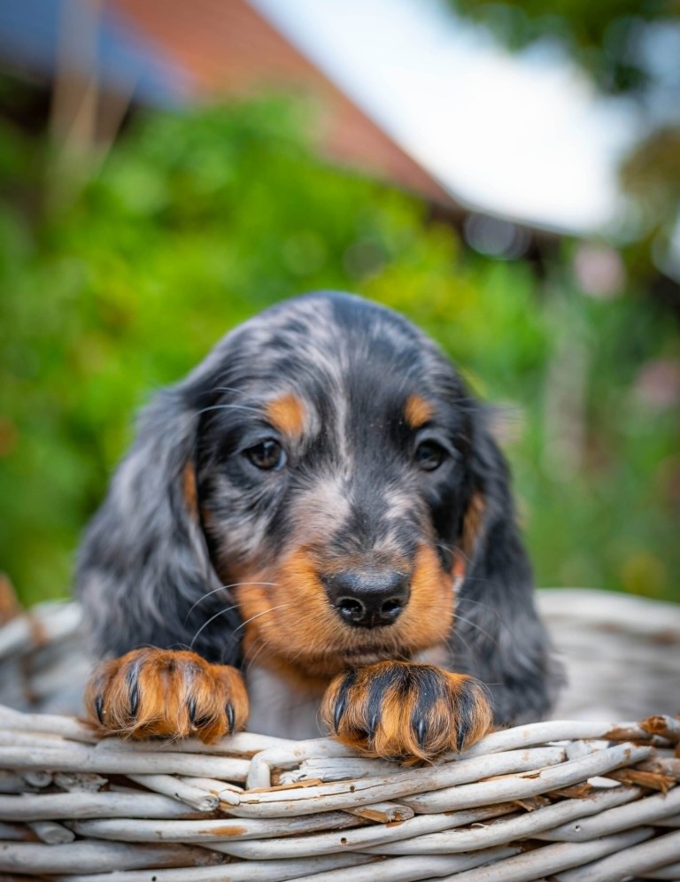 Miniature Dachshund Michael