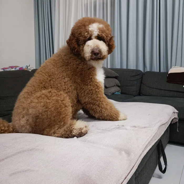 Standard Poodle Arnold
