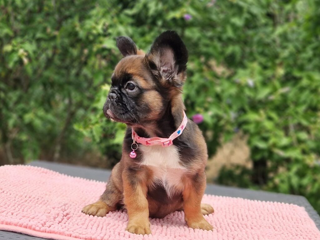 Fluffy French Bulldog Sia