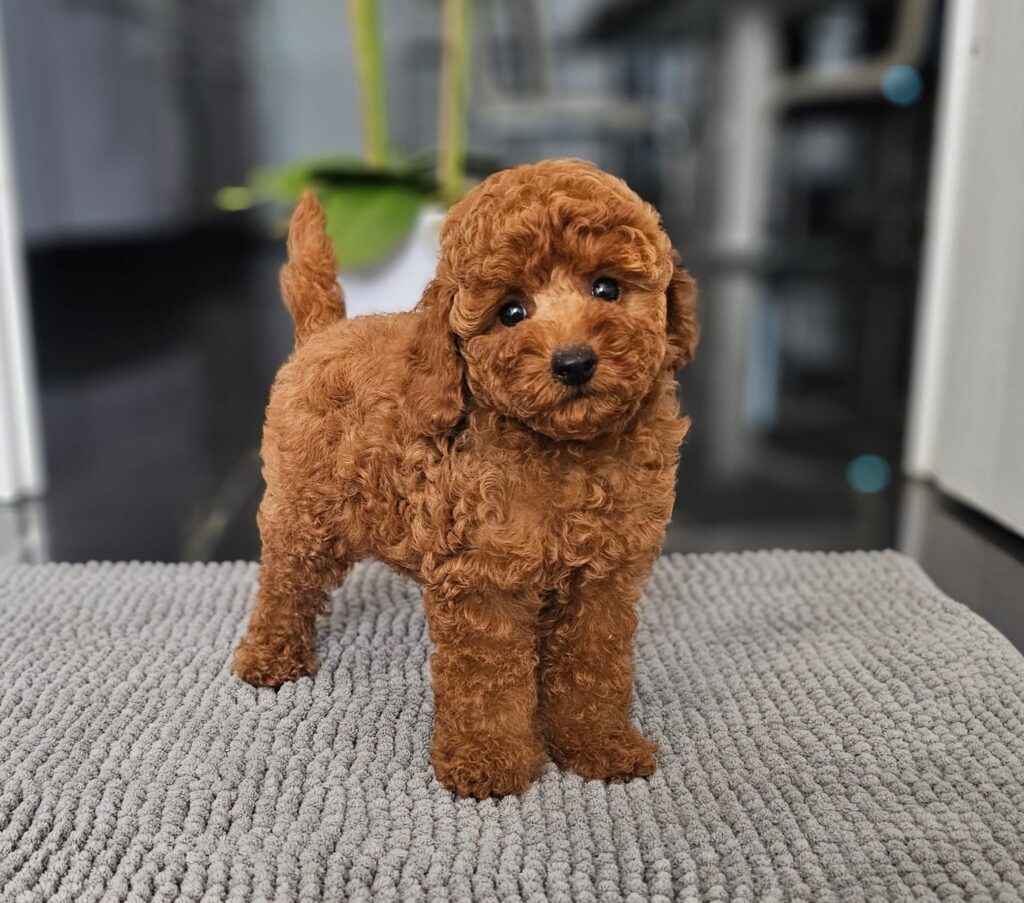 Miniature Poodle Josie