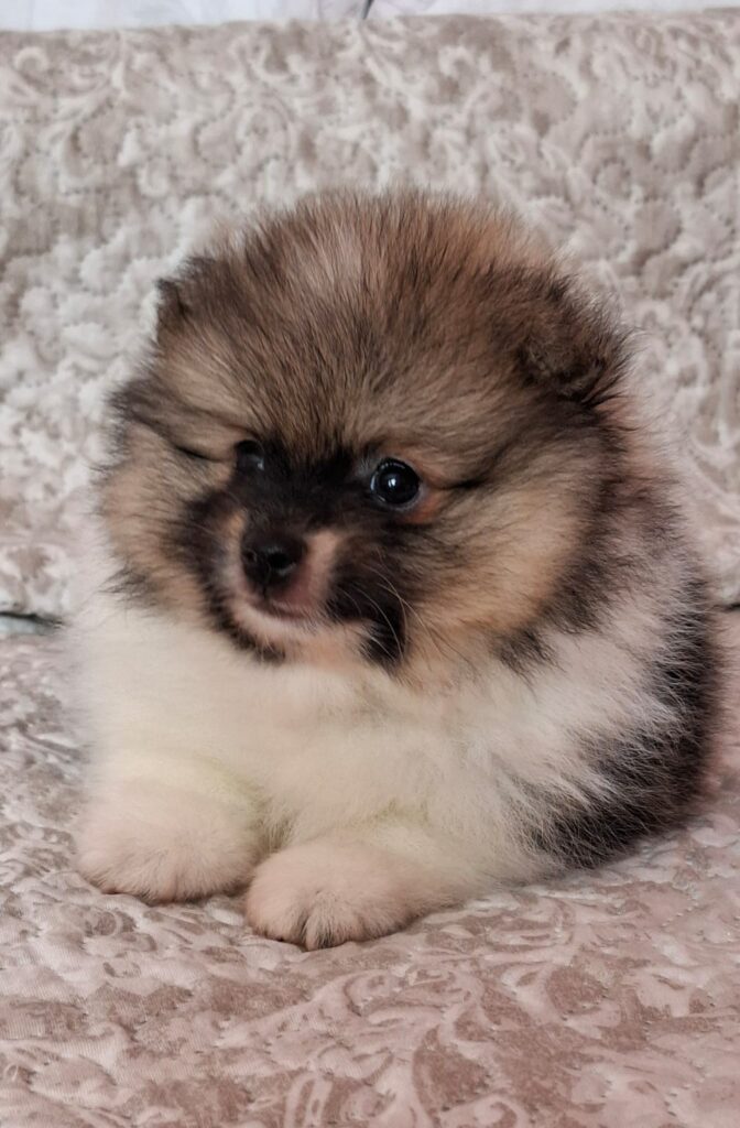 Pomeranian Arwen