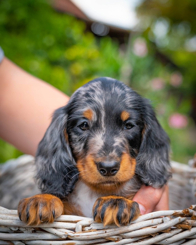 Miniature Dachshund Michael