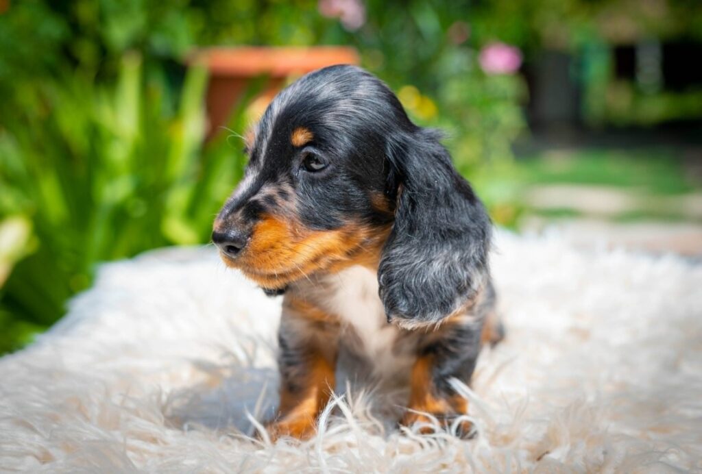 Miniature Dachshund Michael