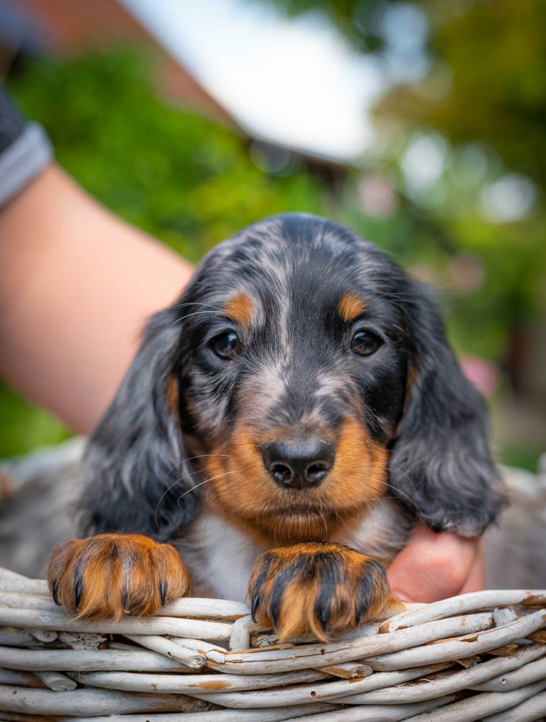 Miniature Dachshund Michael