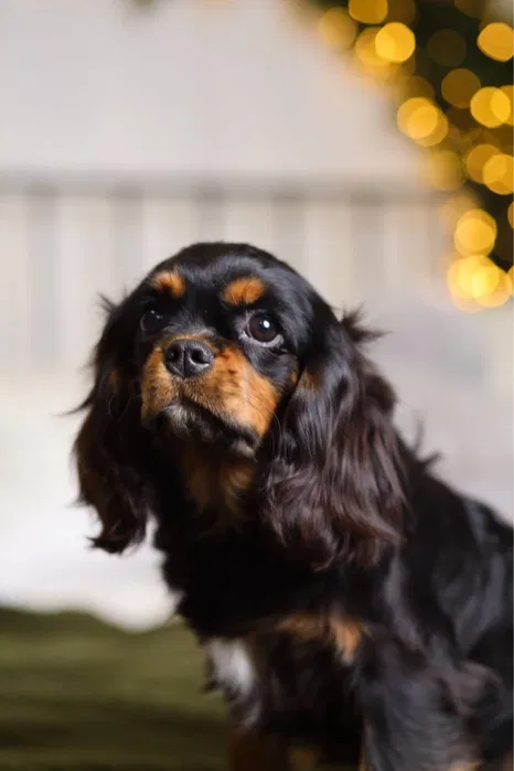Cavalier King Charles Spaniel Natan