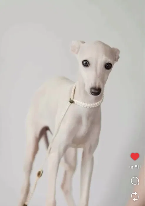 Italian Greyhound Emma