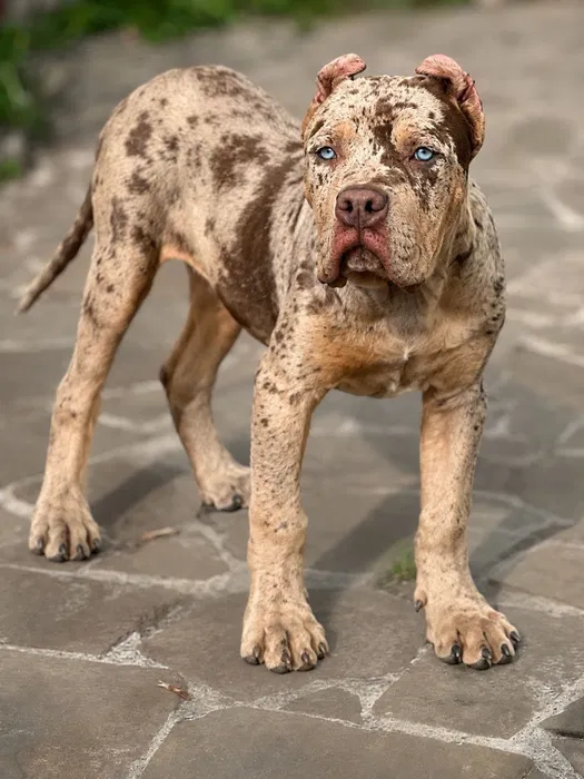 American Bully Billy