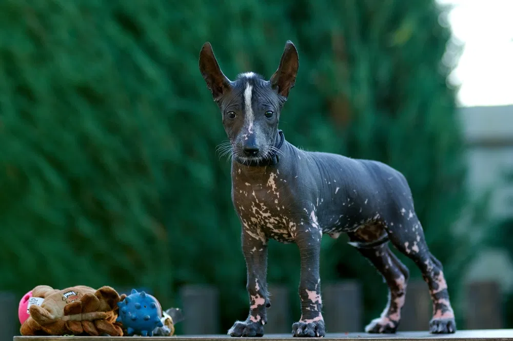 Standard Xoloitzcuintli Albert