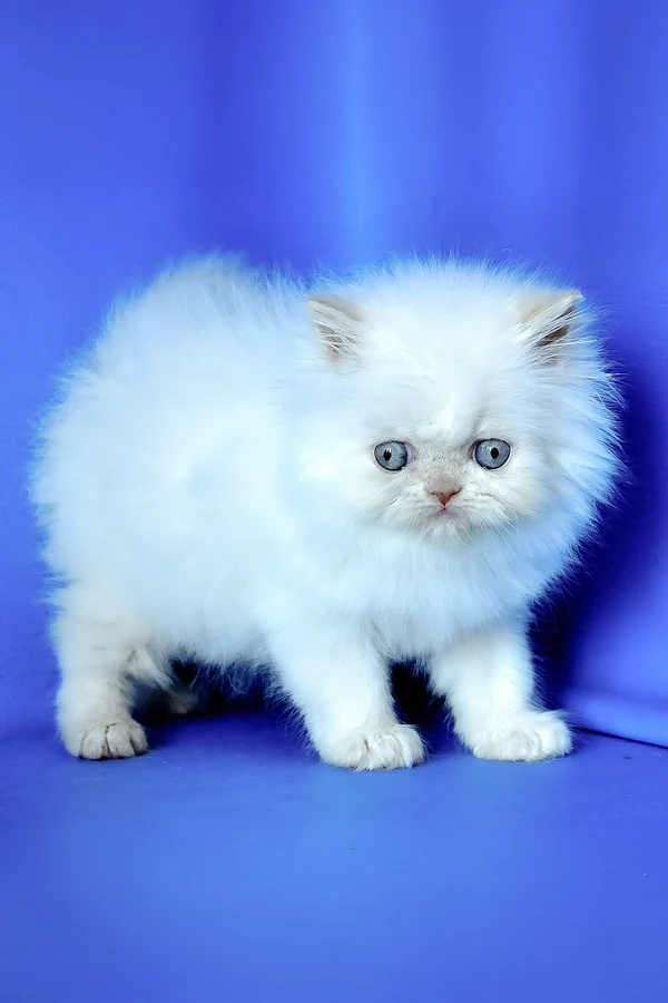 Persian Martin