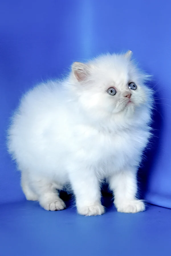 Persian Martin