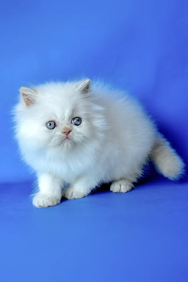 Persian Martin