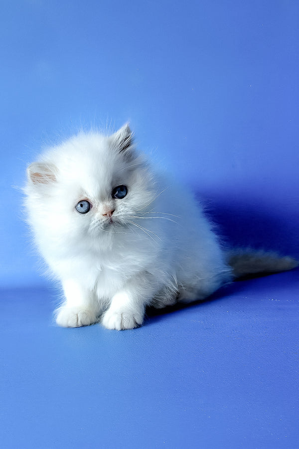 Persian Martin