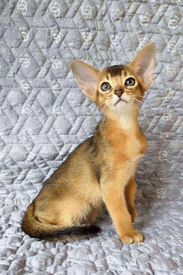 Abyssinian Jane