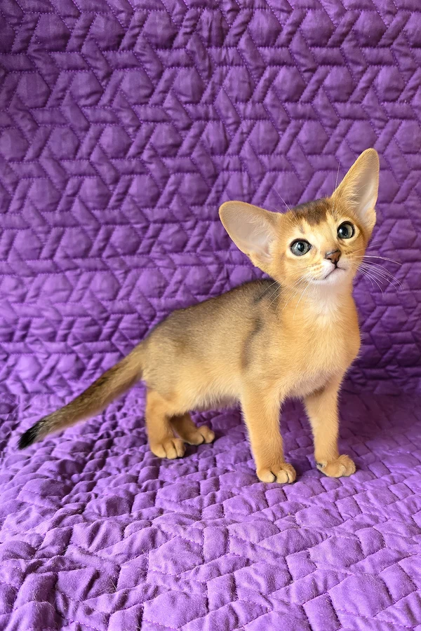Abyssinian Jasmine