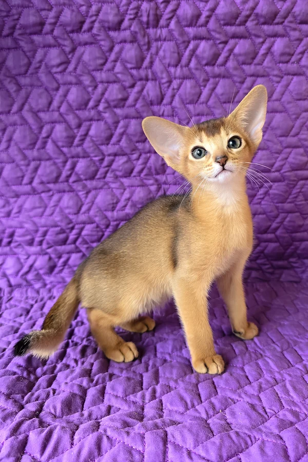 Abyssinian Jasmine