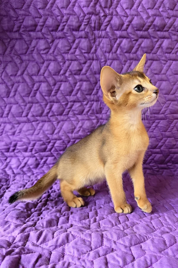 Abyssinian Jasmine