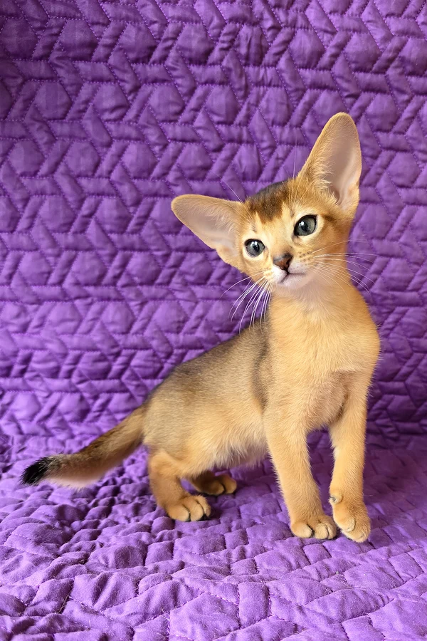 Abyssinian Jasmine