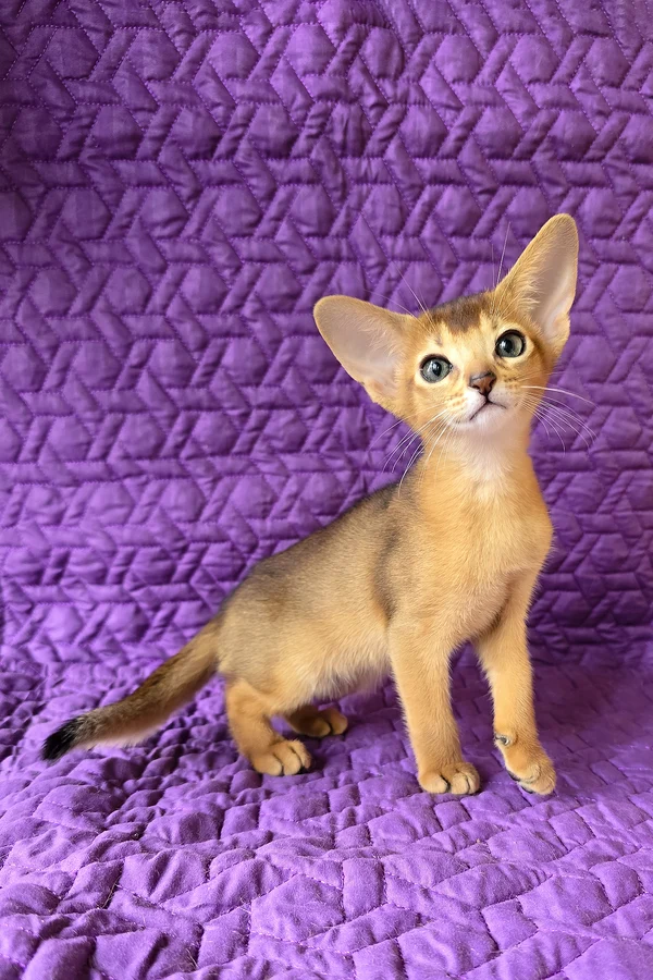 Abyssinian Jasmine
