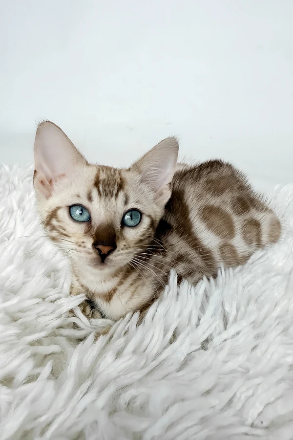 Bengal Jas