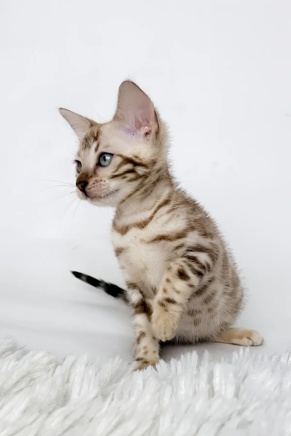 Bengal Jas