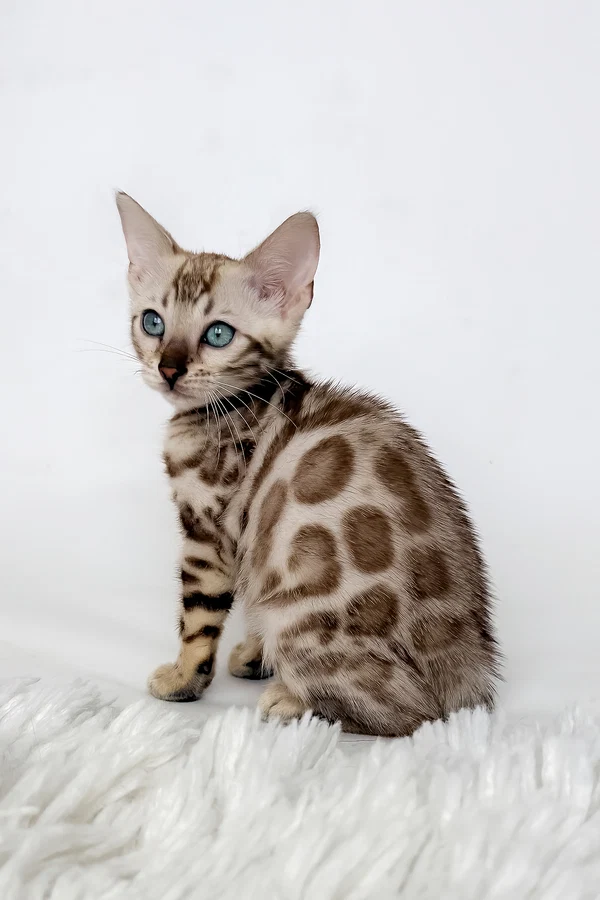 Bengal Jas
