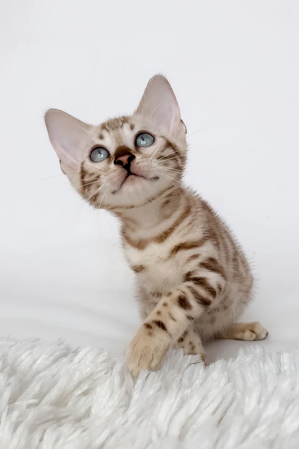Bengal Jas