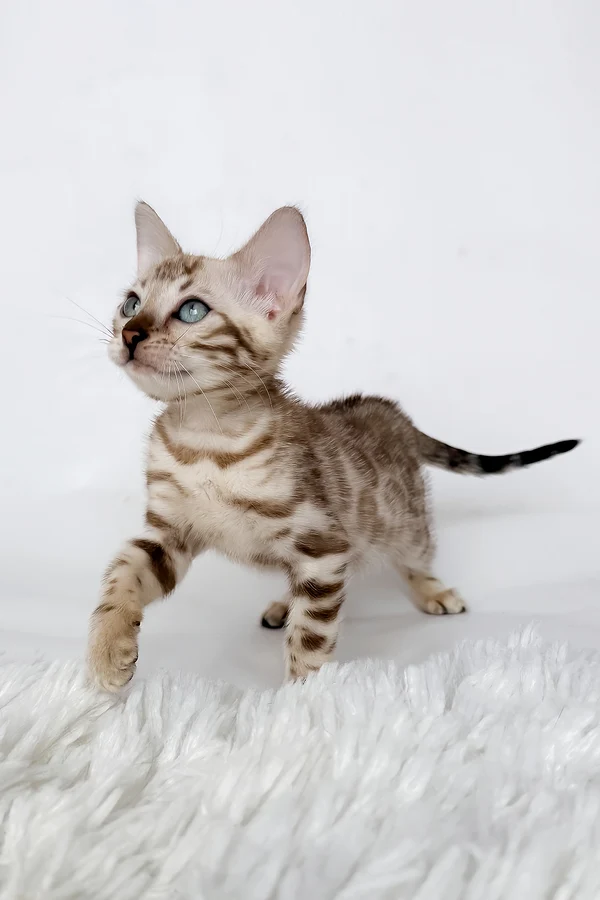 Bengal Jas