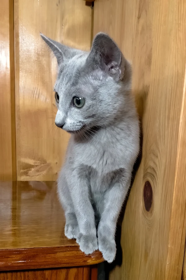 Russian Blue Saruman