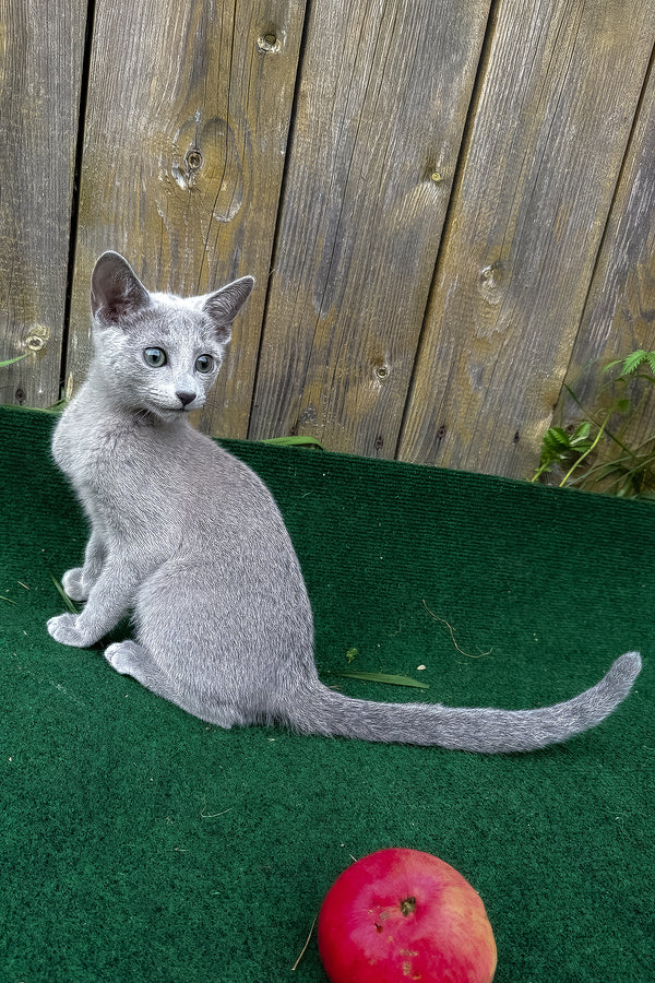 Russian Blue Saruman