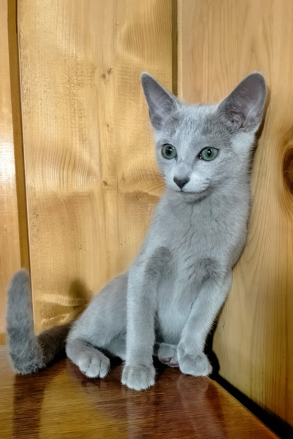 Russian Blue Saruman