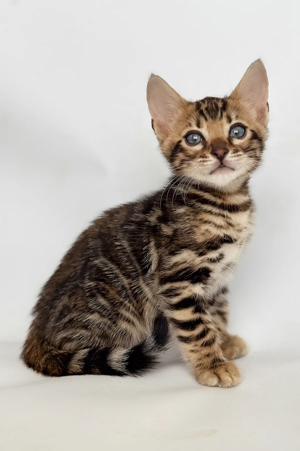 Bengal Itan