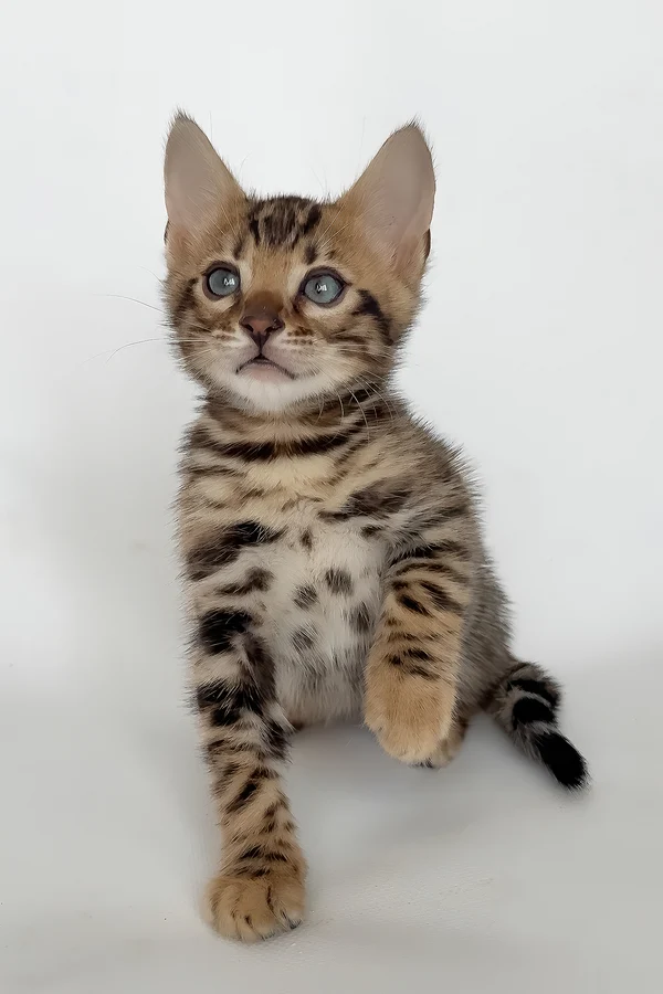 Bengal Itan